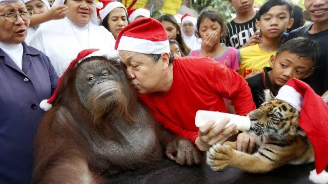 Manny Tangco com o orangotango Pacquiao e o filhote de tigre Len-len Foto: Bullit Marquez / AP/ STF