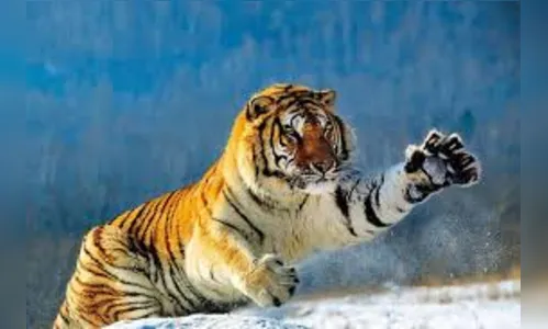 Tigre interrompe casamento na Índia; veja vídeo