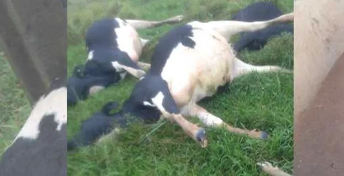 Onze vacas morreram após descarga elétrica. Foto: Divulgação