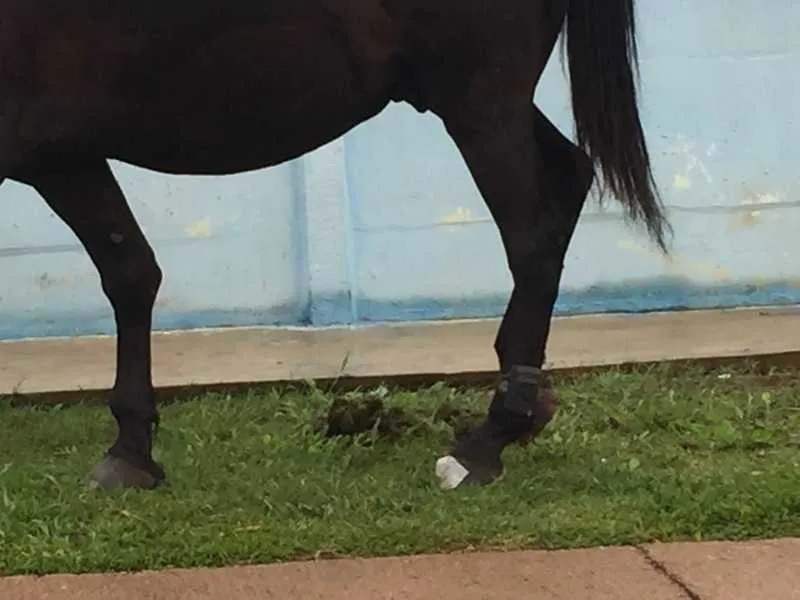 Cavalo é flagrado com tornozeleira eletrônica no Paraná - Foto: Reprodução/aRede.info