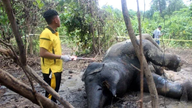 Elefanta grávida, de 25 anos, foi achada morta na Indonésia - Foto: AFP