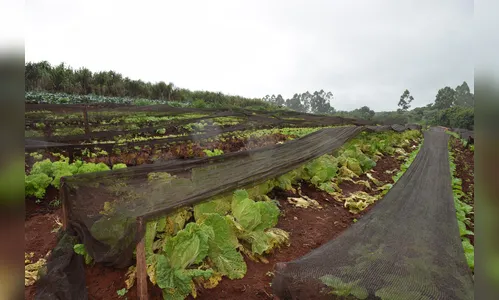Chuva preocupa produtores de hortaliças na região