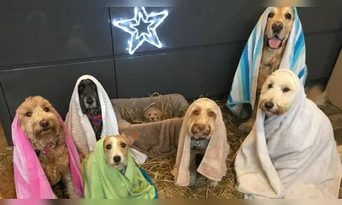Estabelecimento no Reino Unido usa cães em presépio e encanta a web