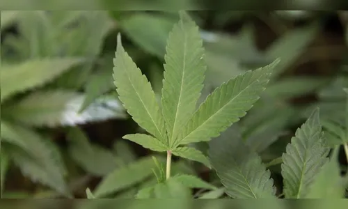 Carregando mil cigarros de maconha, homem confunde carro de polícia com táxi e é preso