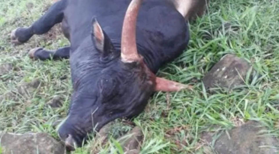 Um dos melhores touros de rodeios do Paraná morreu após ser atingido por raio - Foto: Divulgação