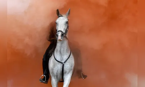 Mulher perde custódia de cavalo após cavalgá-lo bêbada em rodovia  