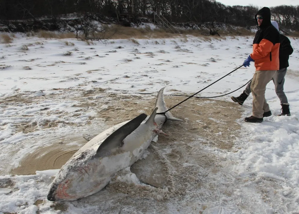 Tubarão morreu congelado nos EUA (Foto: Facebook/Atlantic White Shark Conservancy )