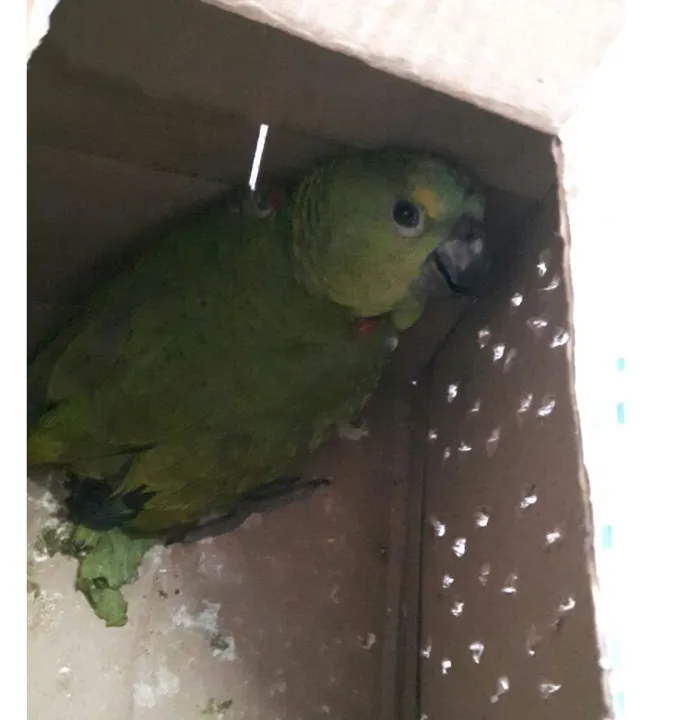 Filhote de papagaio foi apreendido pela Polícia Ambiental. Foto: Polícia Ambiental