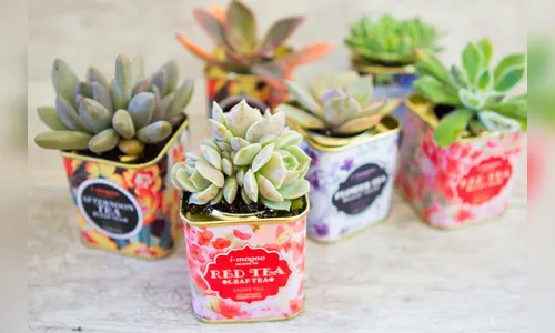 Dicas infalíveis para cuidar das suculentas