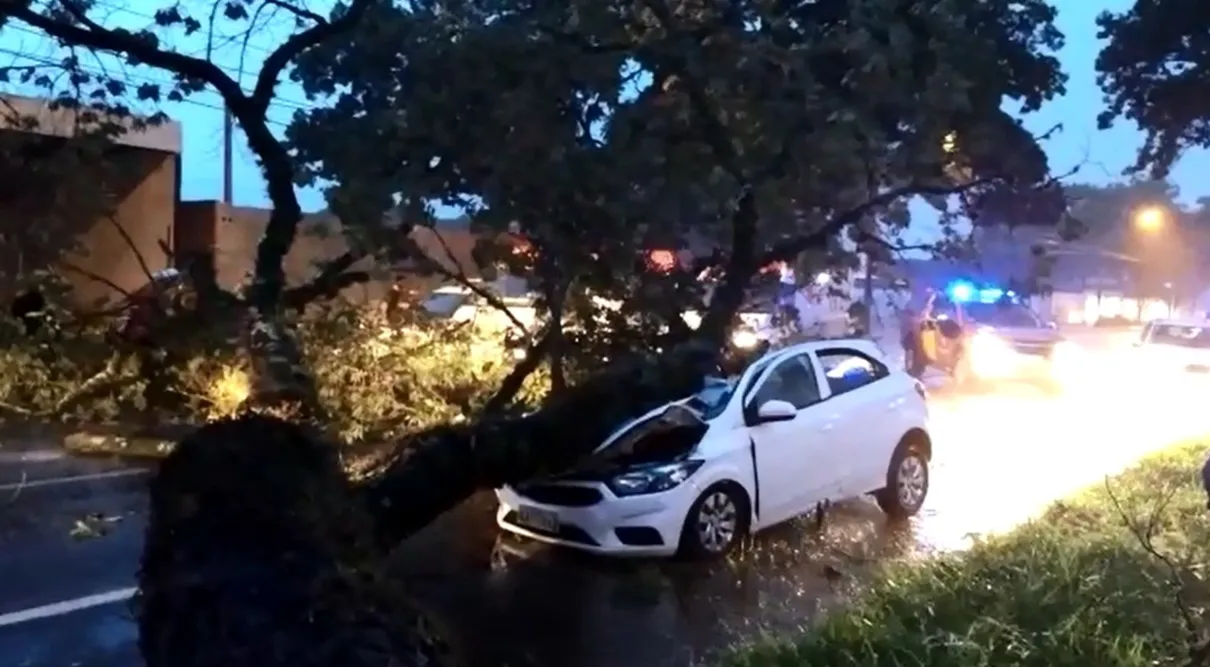 Árvore caiu sobre veículo em Maringá; mãe e filha sofreram lesões leves - Foto: Reprodução/ RPC Curitiba7