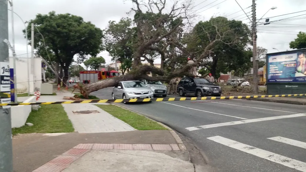 Árvore cai e atinge três carros que aguardavam semáforo abrir - Fotos: Colaboração/Banda B