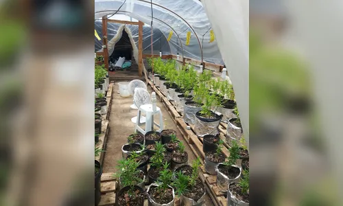 Mulher de Curitiba consegue na Justiça autorização para cultivo medicinal de maconha