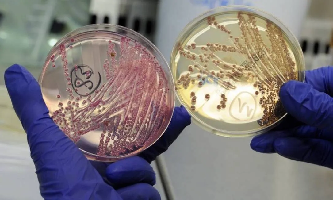Cientistas encontram no Brasil gene que deixa bactérias imbatíveis - Jornal O Globo