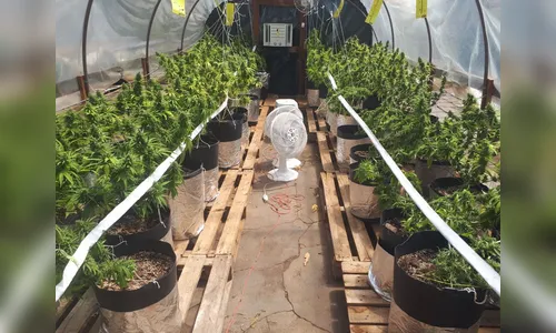 Polícia Civil e GM apreendem 93 pés de maconha em estufa de alta tecnologia