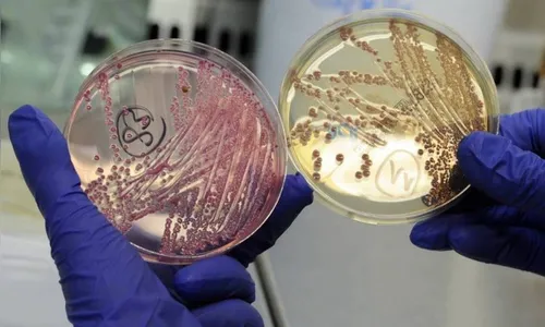 Uso de antibiótico em animais para abate está proibido no Brasil