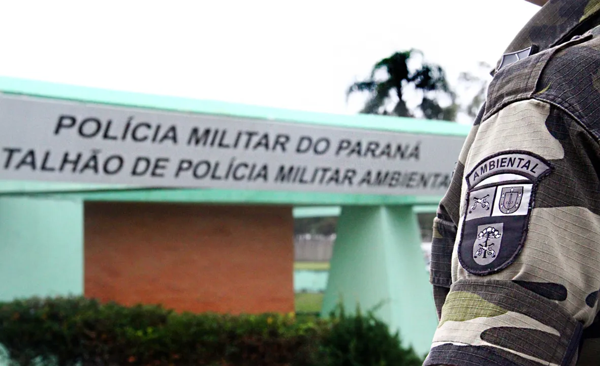 Pássaros silvestres mantidos em cativeiro são libertados por policiais ambientais 