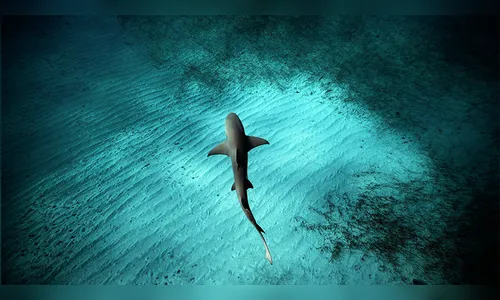 Tubarão cai do céu e aterrissa no jardim de morador britânico