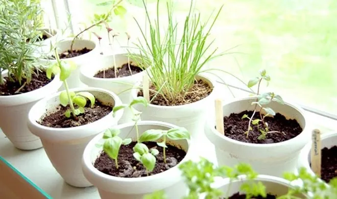 Aprenda a cultivar temperos em casa. Foto: Reprodução