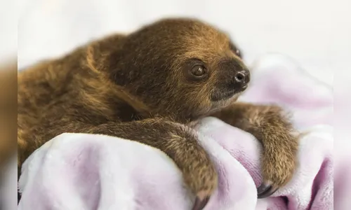Bebê preguiça é 'moradora especial' em zoológico de pássaros nos EUA