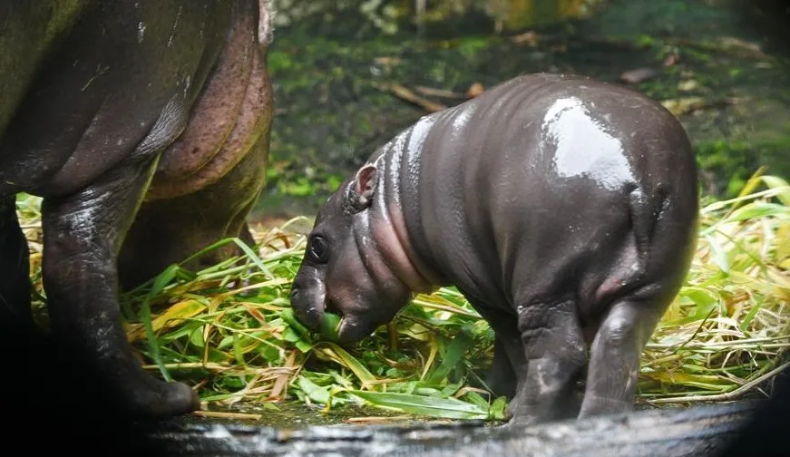 Bebê de hipopótamo pigmeu recém-nascido no zoológico de Cingapura - Foto: Xinhua /Chih Wey/News/CN