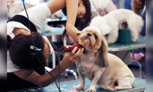 Agência do Trabalhador oferta vaga para tosador, entre outras