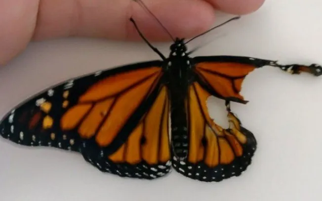 Reprodução A borboleta nasceu sem parte da asa