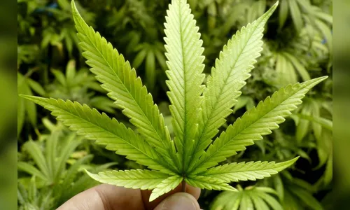 Marcha da maconha acontece neste sábado em Maringá 
