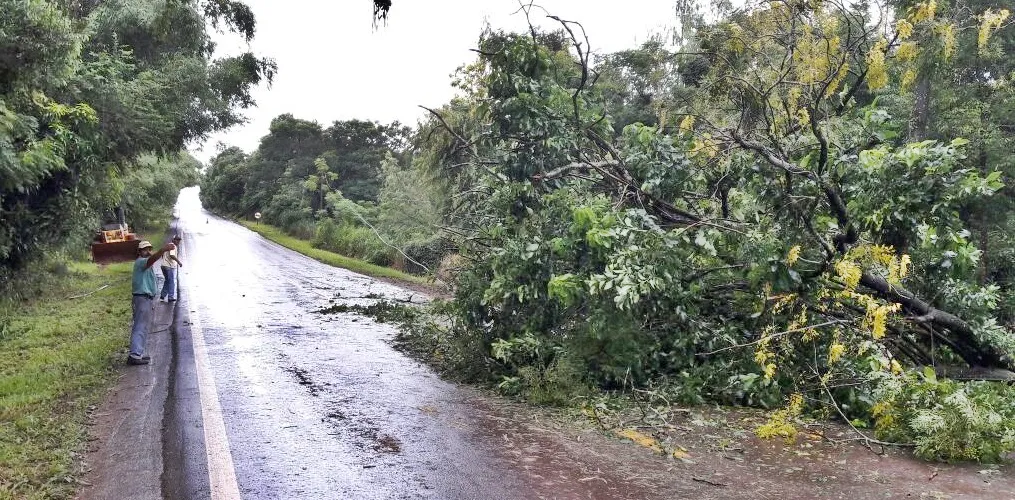 Árvore de grande porte foi derrubada pelo vento na madrugada desta quinta-feira. Foto: Blog do Berimbau