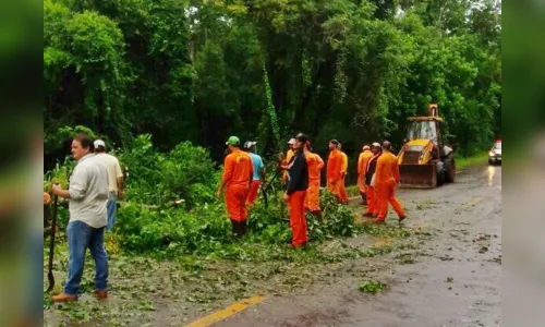 
							Temporal derruba poste e árvore de grande porte na região
						
						
