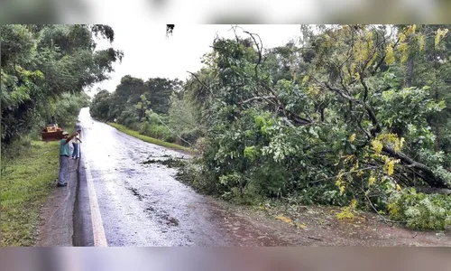 Temporal derruba poste e árvore de grande porte na região