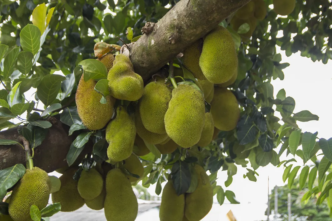 A jaca contém uma quantidade elevada de nutrientes  - Foto: TNONLINE