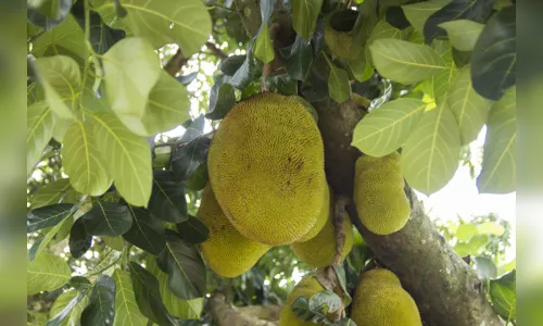 
						
							Aposentado cuida de pé de jaca há 26 anos; árvore produziu 70 frutos nesta safra
						
						