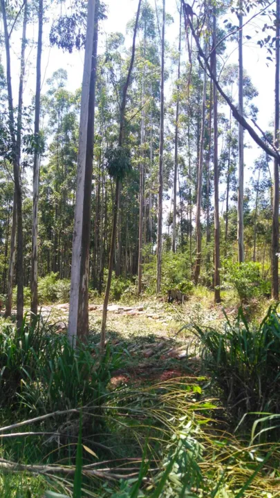 José Henrique Kodrai estava cortando eucaliptos quando a madeira desabou sobre ele.. Foto: Colaboração/WhatsApp