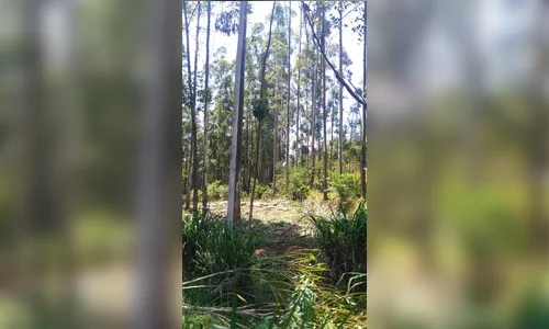 Trabalhador morre após ser atingido por árvore em Marumbi