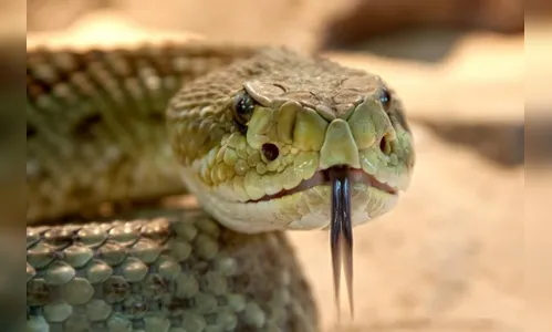 Homem é picado por cobra cascavel na região de Apucarana