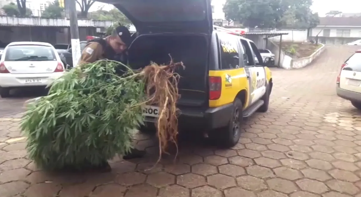 Colombiano é preso com pé de maconha de quase dois metros no Paraná