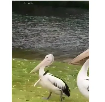 Pelicano passeia tranquilamente com faca cravada no pescoço; veja vídeo