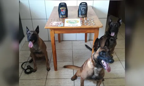 Cães farejadores encontram maconha e moça acaba presa em Califórnia