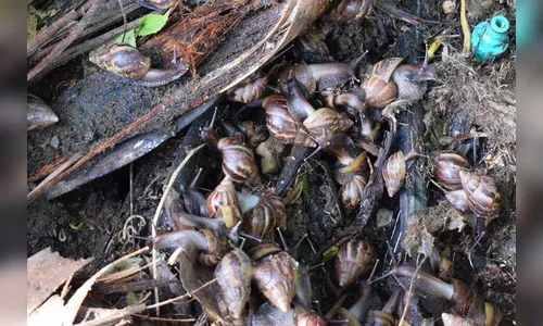 Vigilância Sanitária de Ivaiporã alerta sobre infestação de caramujo africano