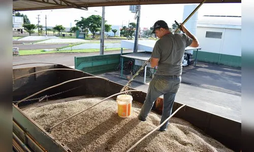 Após chuvas, colheita de feijão é retomada com prejuízos no Vale