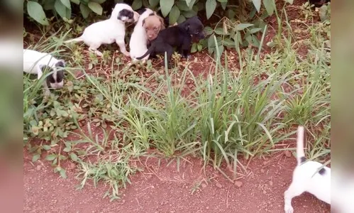 ONG resgata 12 filhotes de cachorro em Borrazópolis