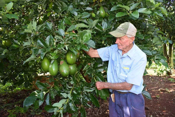 Produtores rurais de Jardim Alegre trocam cultura do café pelo abacate