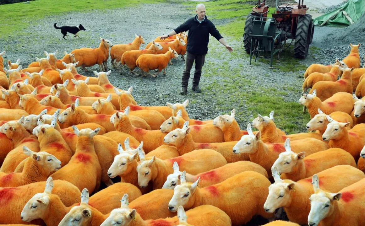 Fazendeiro inglês decidiu pintar todo o seu rebanho de 800 ovelhas de laranjado para evitar furtos - Reprodução/ The Westmorland Gazette