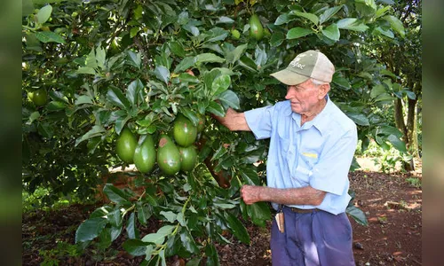 Produtores rurais de Jardim Alegre trocam cultura do café pelo abacate