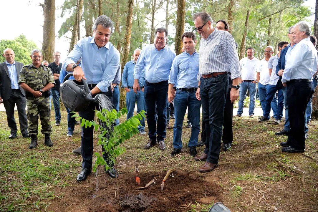 Campanha incentiva plantio de mudas nativas do Paraná