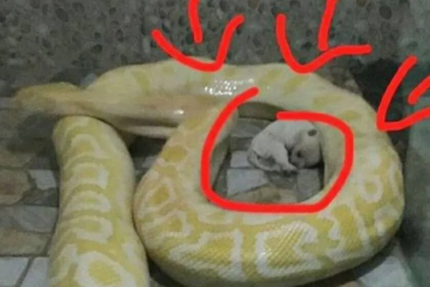 Zoológico é criticado nas redes sociais por alimentar cobras com cães vivos - FOTO WEIBO/REPRODUÇÃO/THE SUN