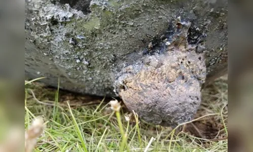 
							Esferas gigantes em chamas caem do céu e assustam moradores do Acre e do Peru; veja vídeo
						
						