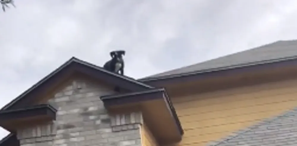 Dono encontra cão desaparecido em telhado de casa no Texas (Foto: Sergio Serratos/Facebook)