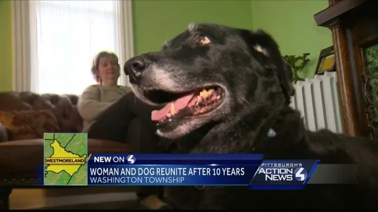 Dada como morta, cadelinha retorna para casa depois de 10 anos - imagem - megacurioso