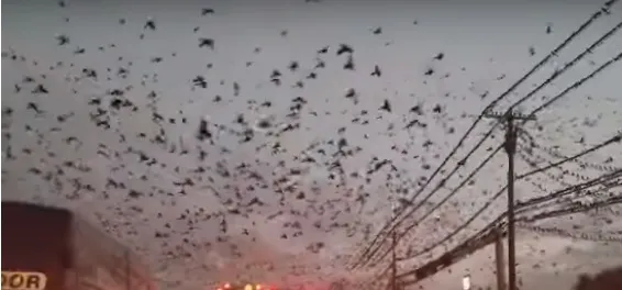 Motorista capta imagens de cidade sendo invadida por pássaros - Foto: Reprodução